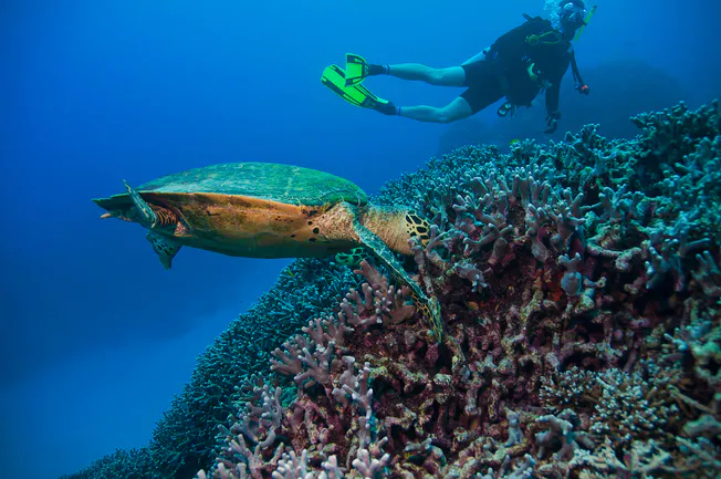 sea turtle